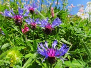 Baite di Mezzeno-Lago Branchino, festa di fiori-22giu26- FOTOGALLERY